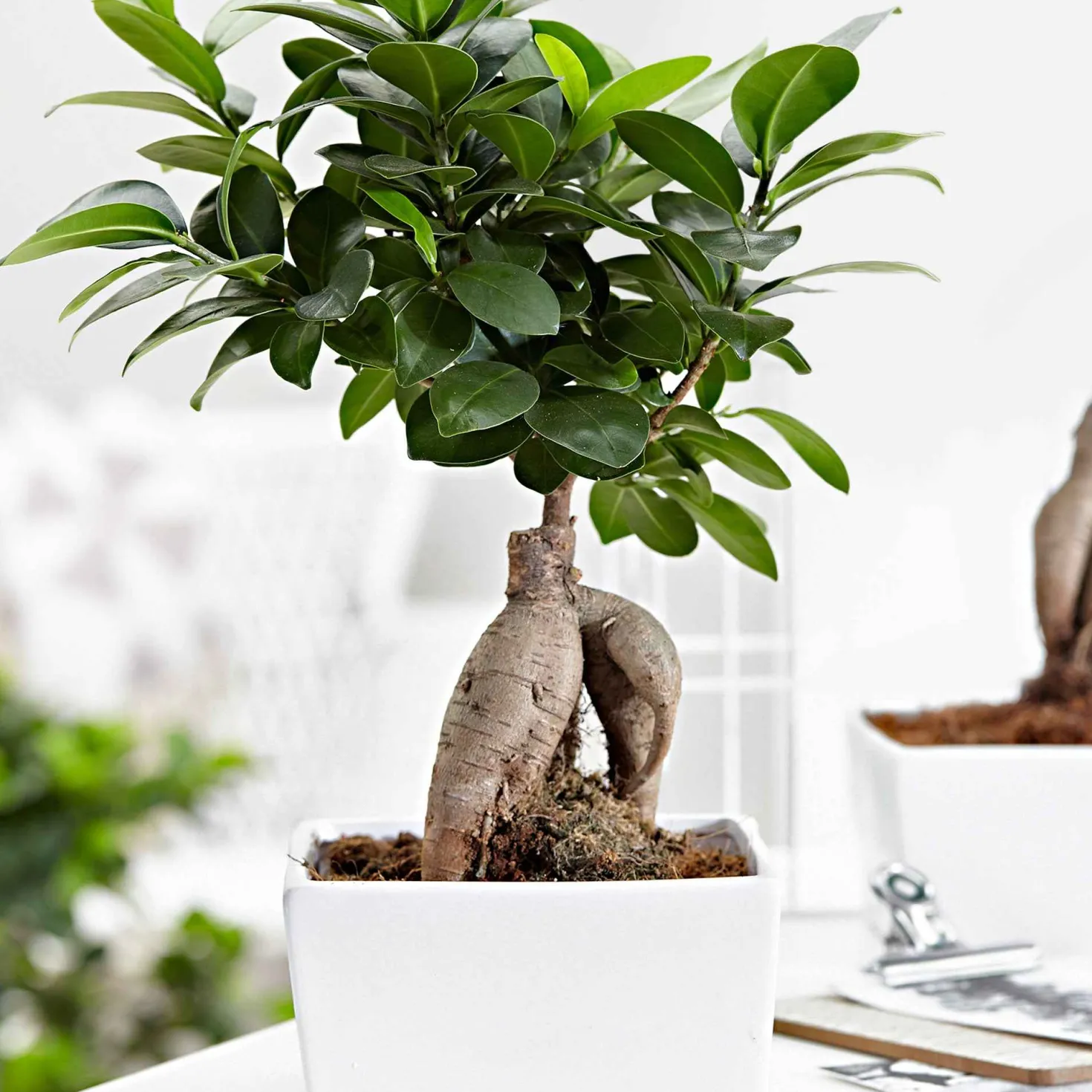 Bonsai Ficus 'Ginseng' - Sofort Bonsai-Feeling