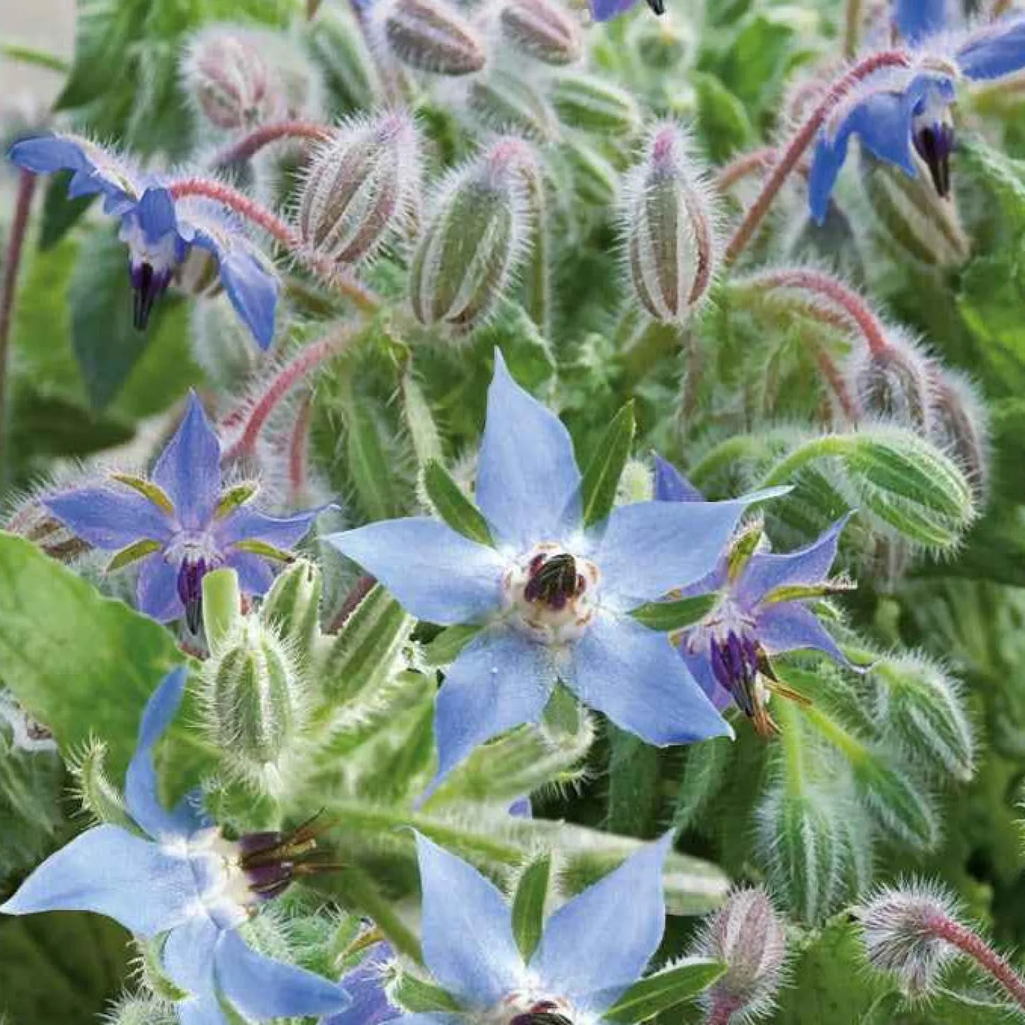 Borretsch Blau Bio - Essbare Blüten im Nu