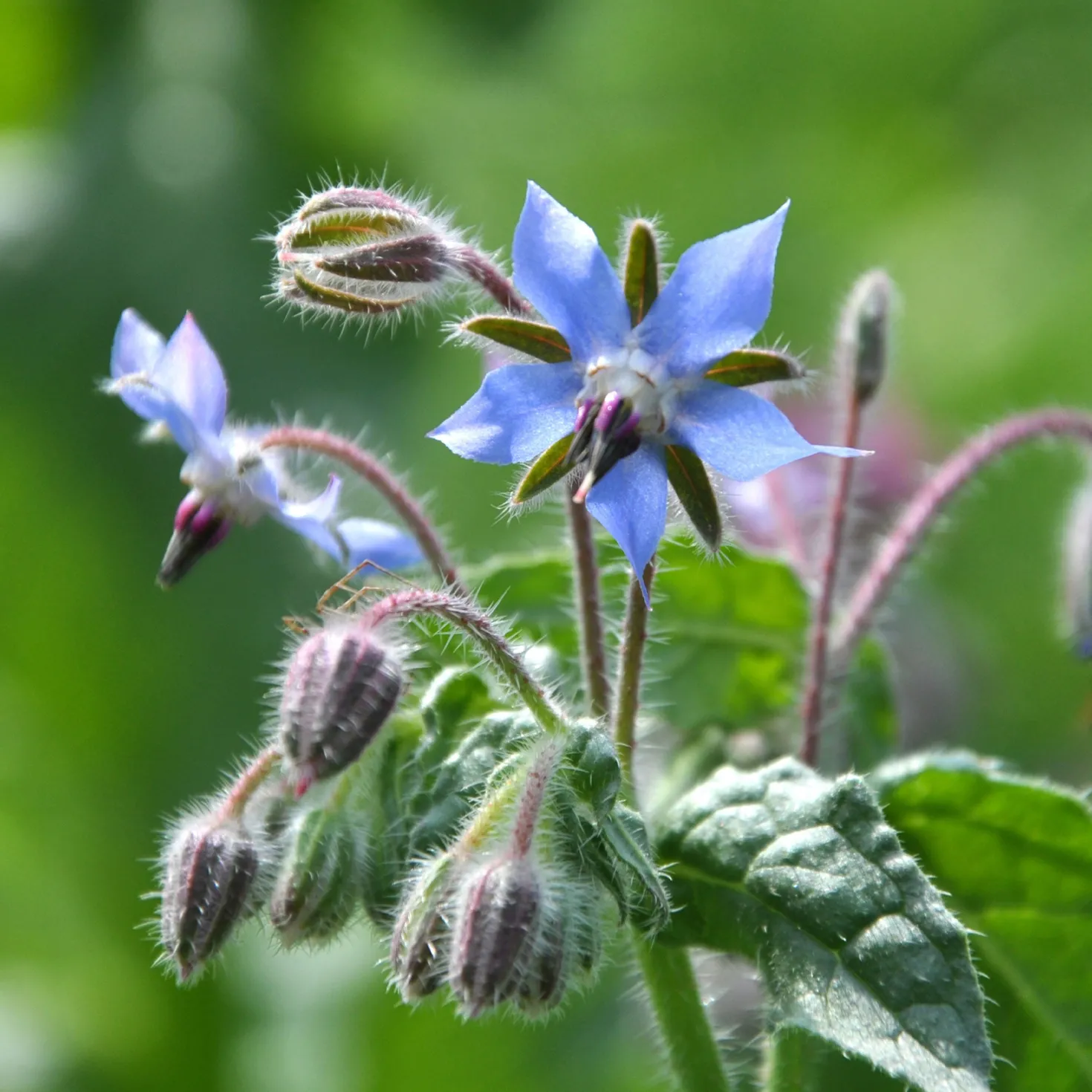 Borretsch Blau Bio - Essbare Blüten im Nu