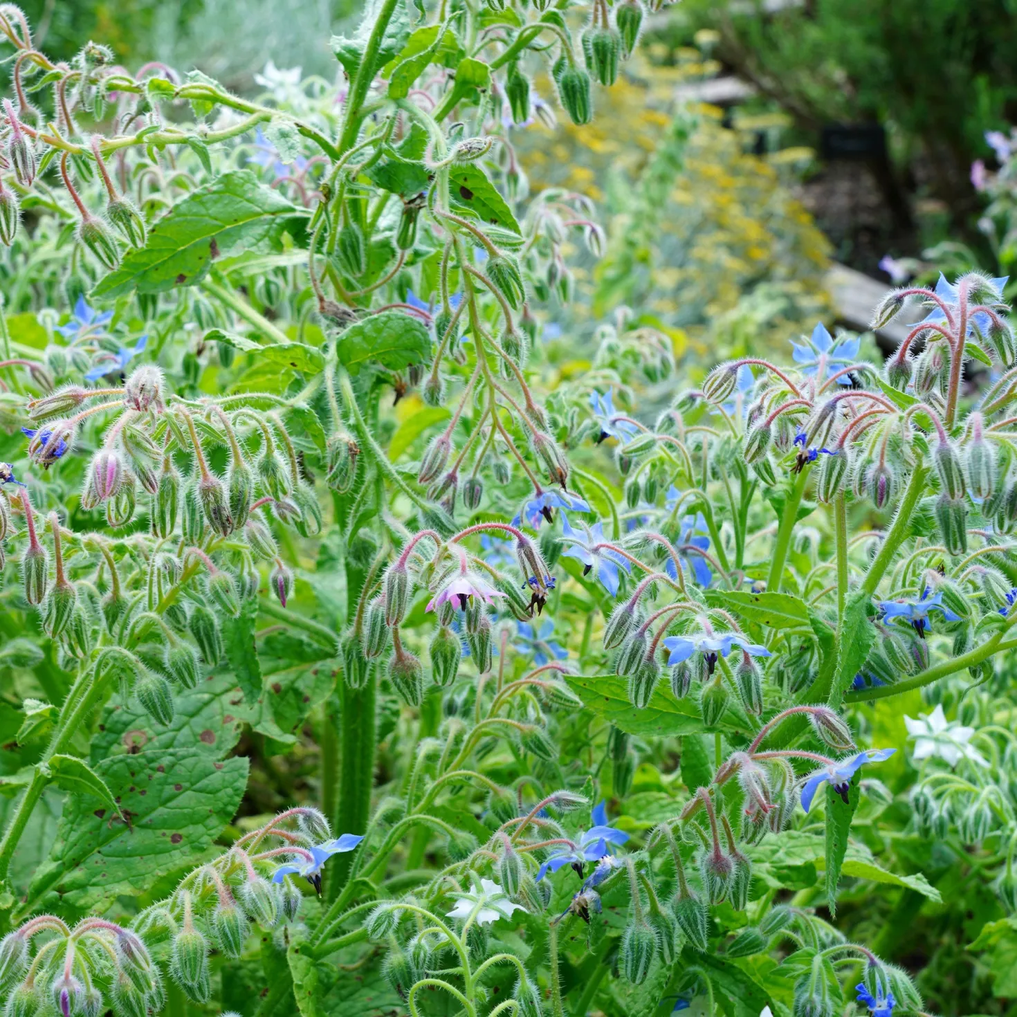 Borretsch Blau Bio - Essbare Blüten im Nu