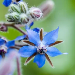 Borretsch blau, weiß - Essbare Blüten ganz easy