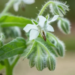 Borretsch blau, weiß - Essbare Blüten ganz easy