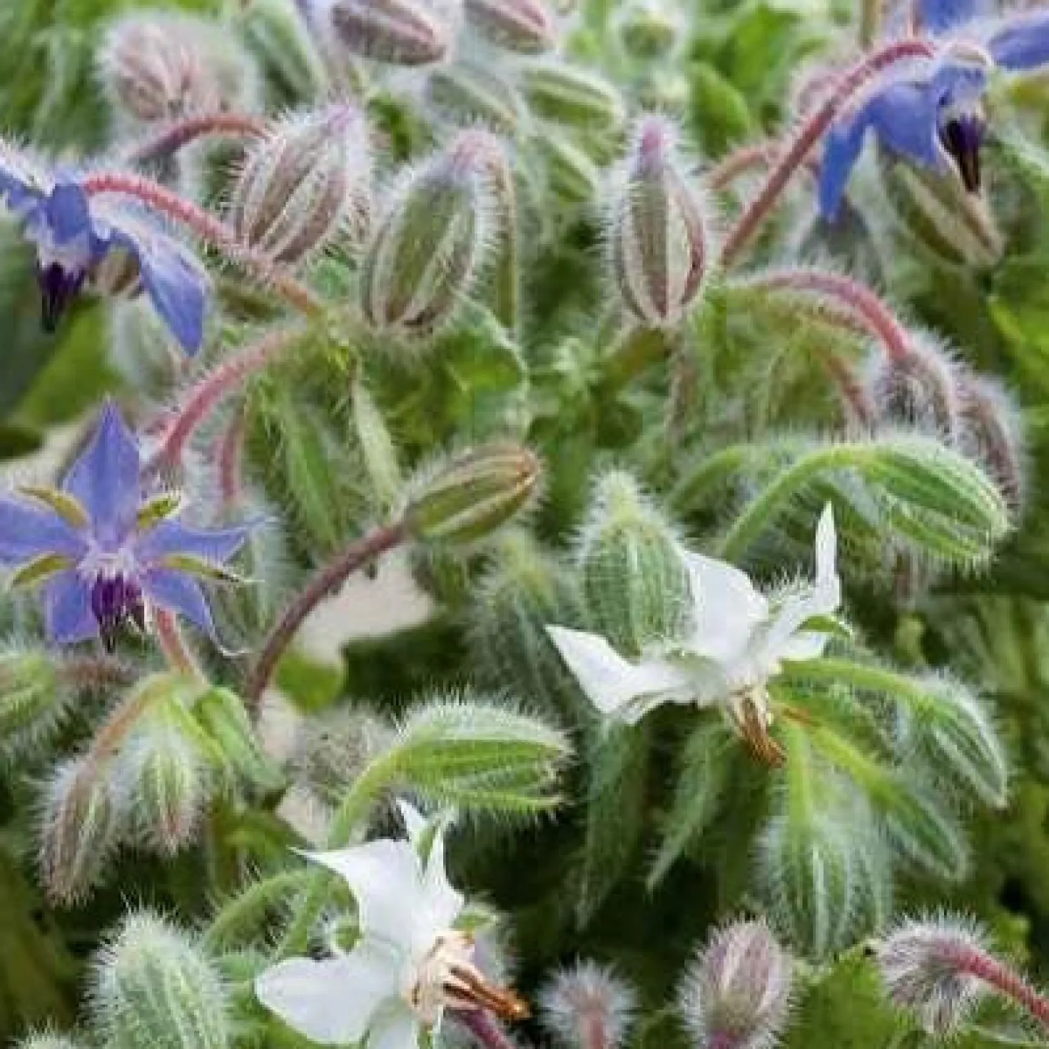 Borretsch blau, weiß - Essbare Blüten ganz easy
