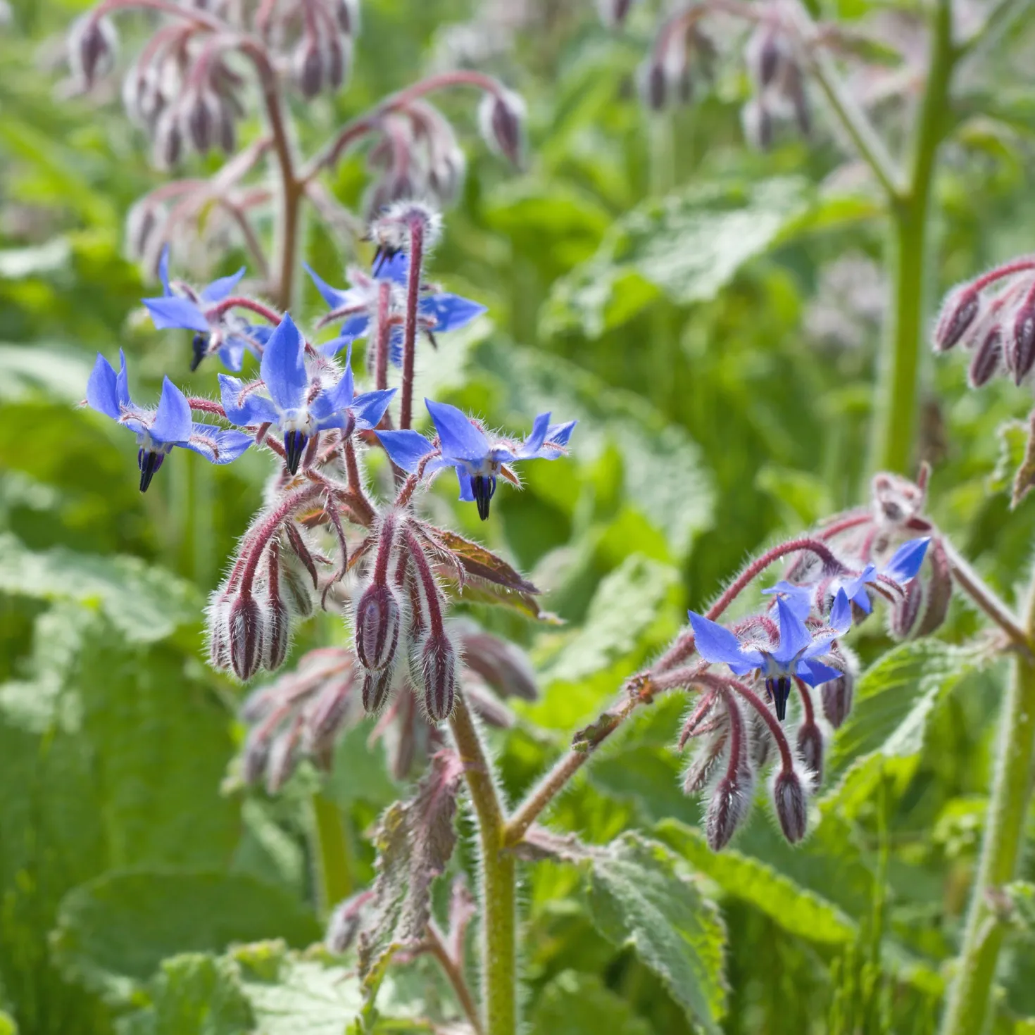 Borretsch blau, weiß - Essbare Blüten ganz easy