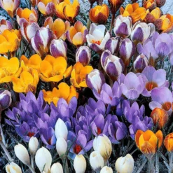 Botanische Krokusse Mischung (x50) - Der erste Frühlingsgruß