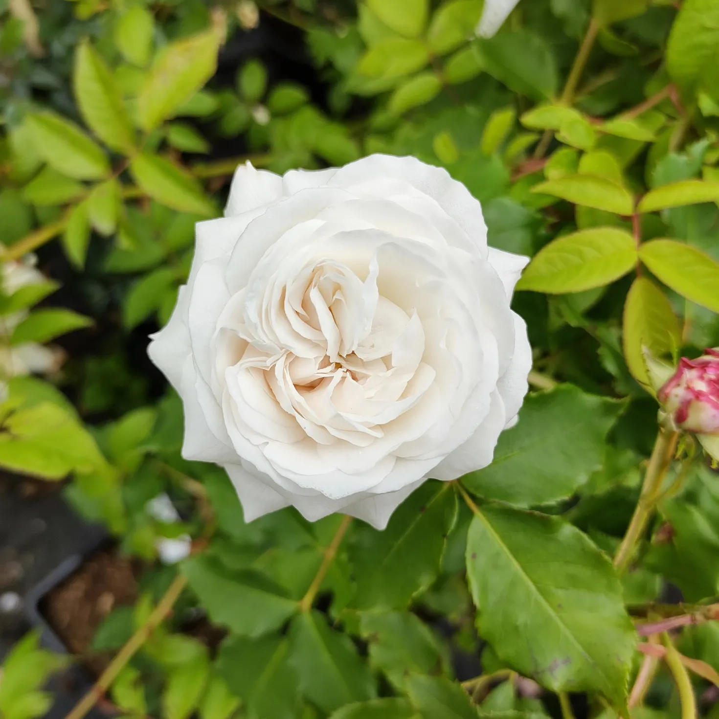 Botanische Rosen (x2) - Duftende Blüten den ganzen Sommer