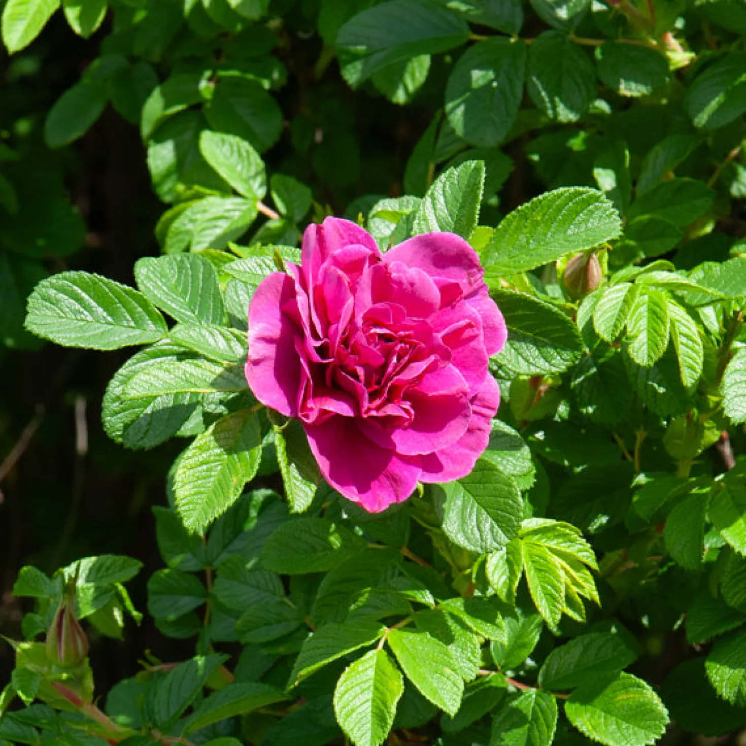 Botanische Rosen (x2) - Duftende Blüten den ganzen Sommer