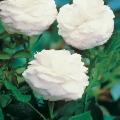Botanische Rosen (x2) - Duftende Blüten den ganzen Sommer
