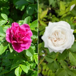 Botanische Rosen (x2) - Duftende Blüten den ganzen Sommer