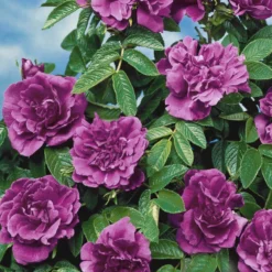 Botanische Rosen (x2) - Duftende Blüten den ganzen Sommer