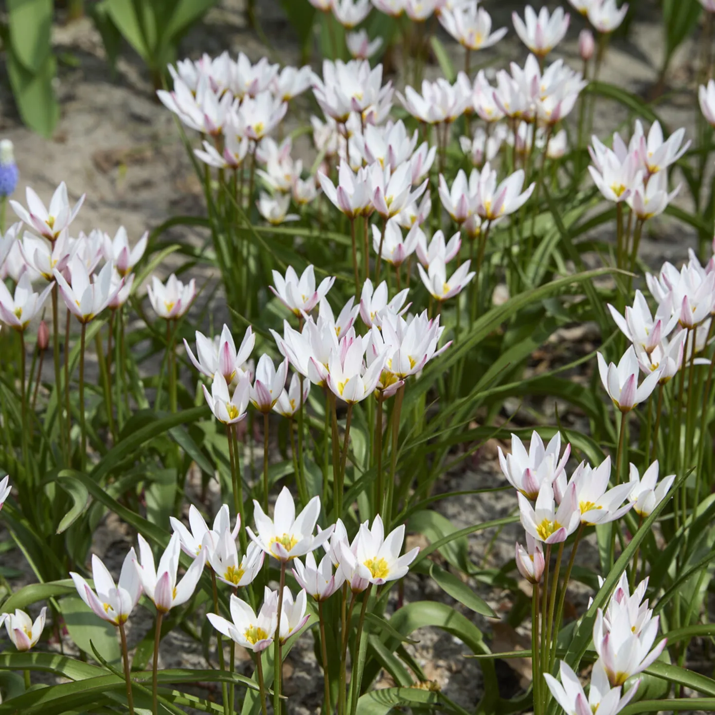 10 Botanische Tulpen Hilde - Frühling ohne Aufwand