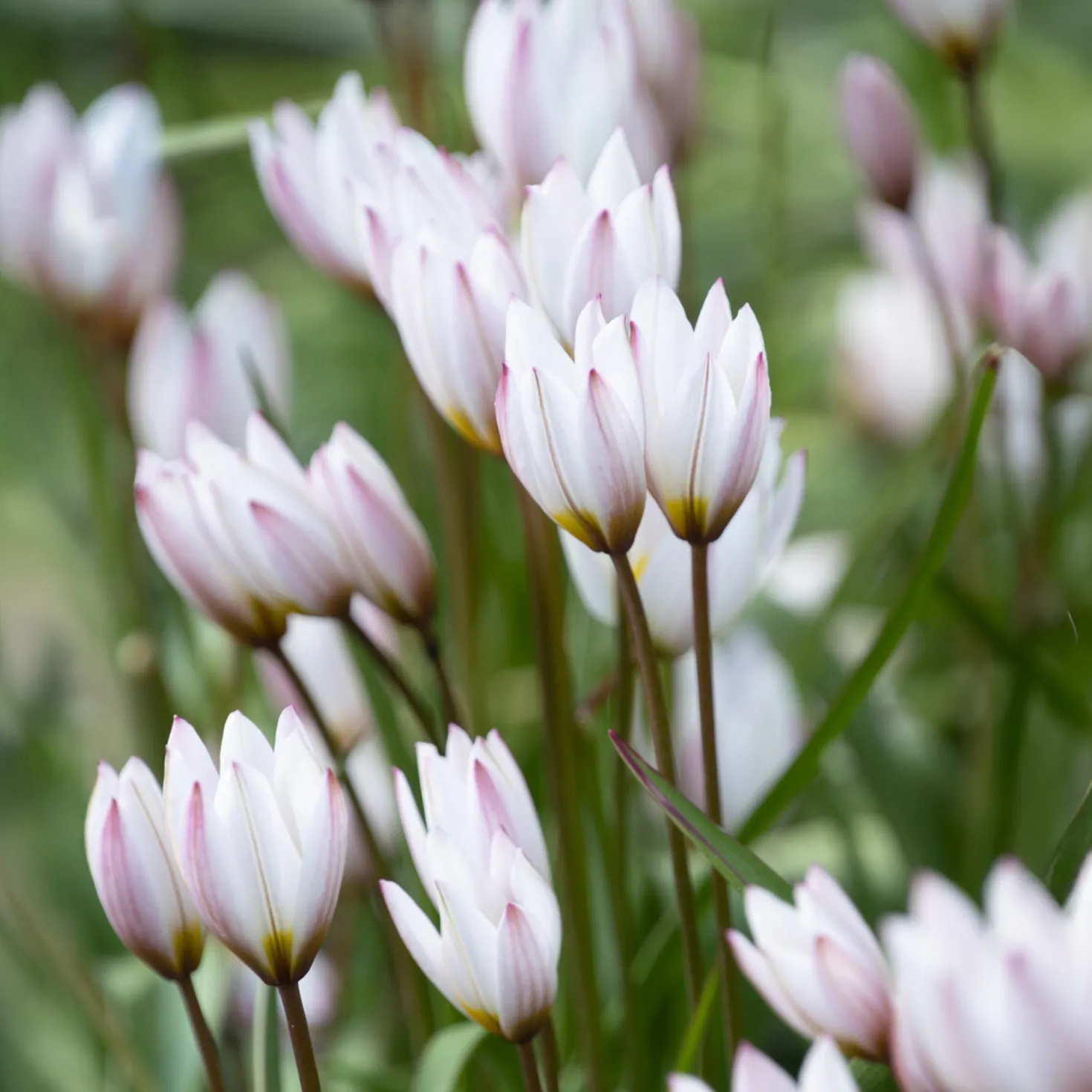 10 Botanische Tulpen Hilde - Frühling ohne Aufwand