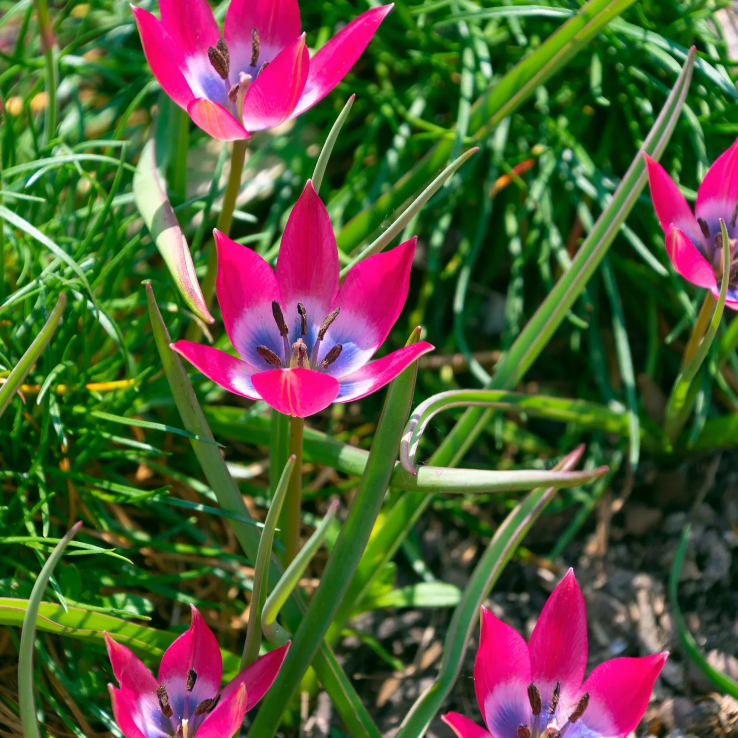 10 Botanische Tulpen Little Beauty - Kleine Tulpe, große Wirkung