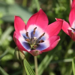 10 Botanische Tulpen Little Beauty - Kleine Tulpe, große Wirkung