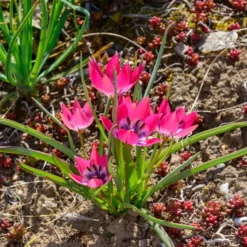 10 Botanische Tulpen Little Beauty - Kleine Tulpe, große Wirkung