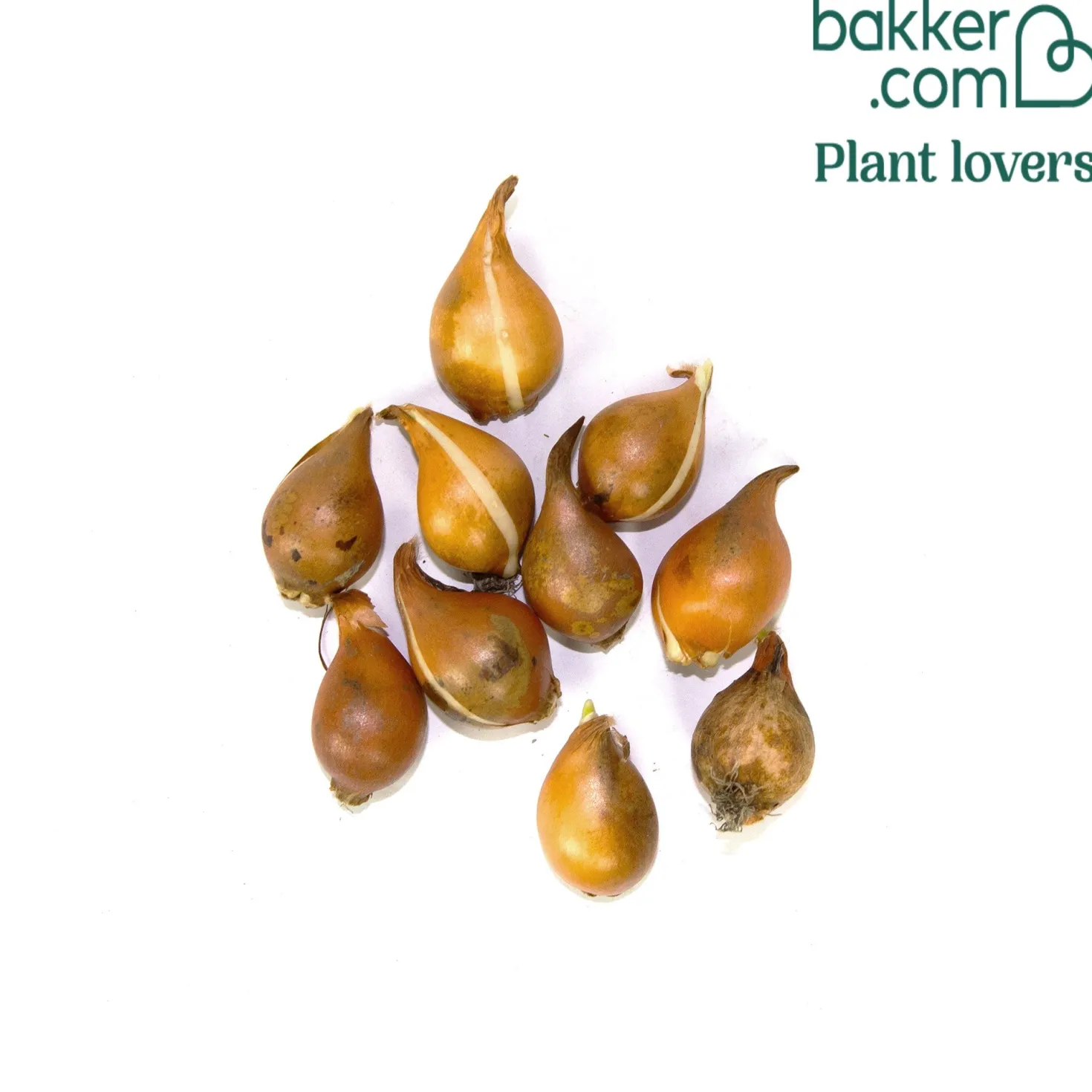 10 Botanische Tulpen Polychroma - Bunte Blüte, kaum Pflege
