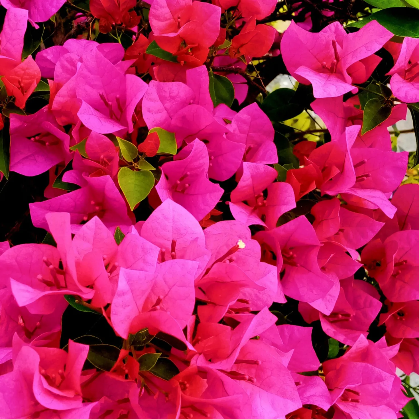 Bougainvillea rosa - Mediterrane Blütenpracht