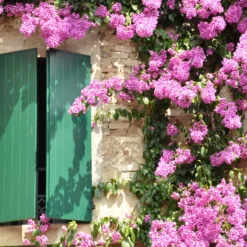 Bougainvillea rosa - Mediterrane Blütenpracht