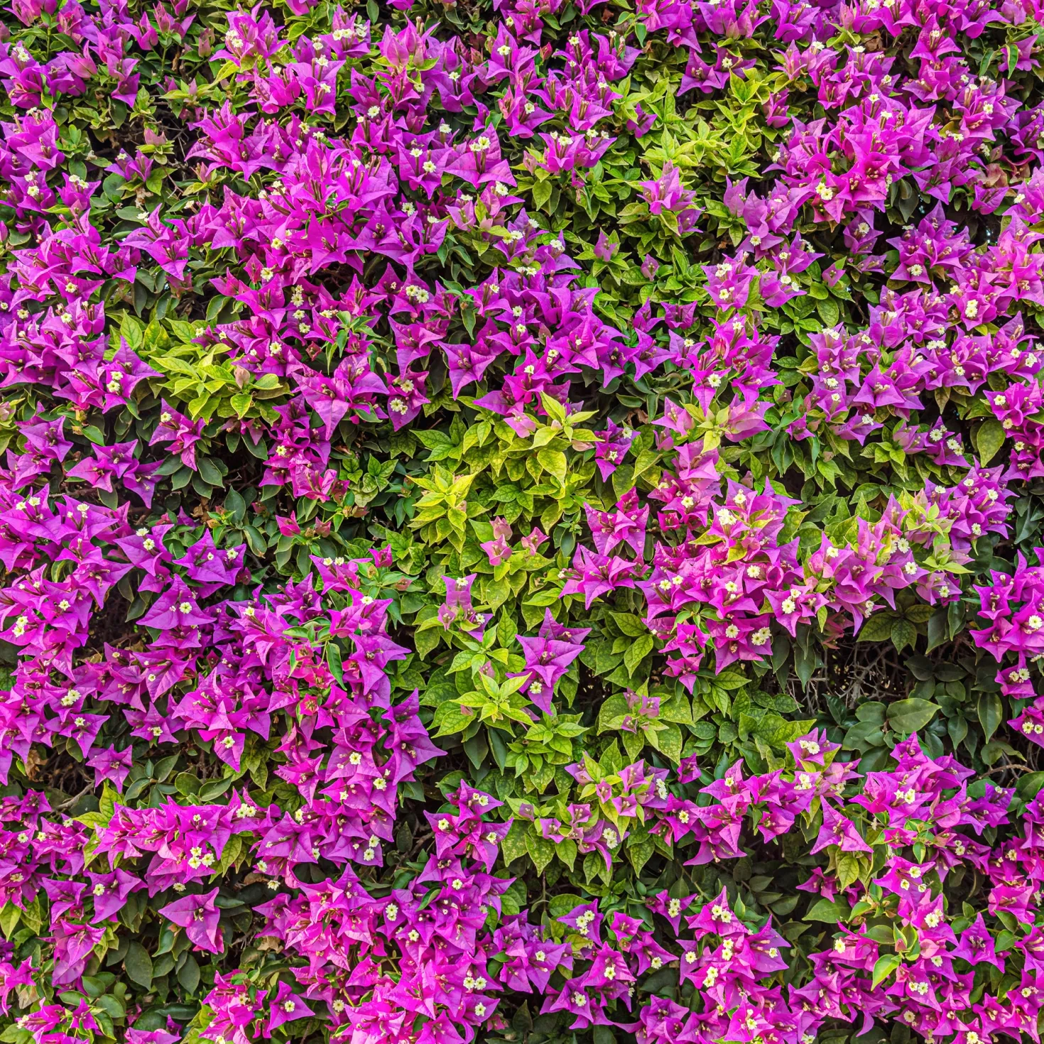Bougainvillea violett - Mediterranes Flair sofort