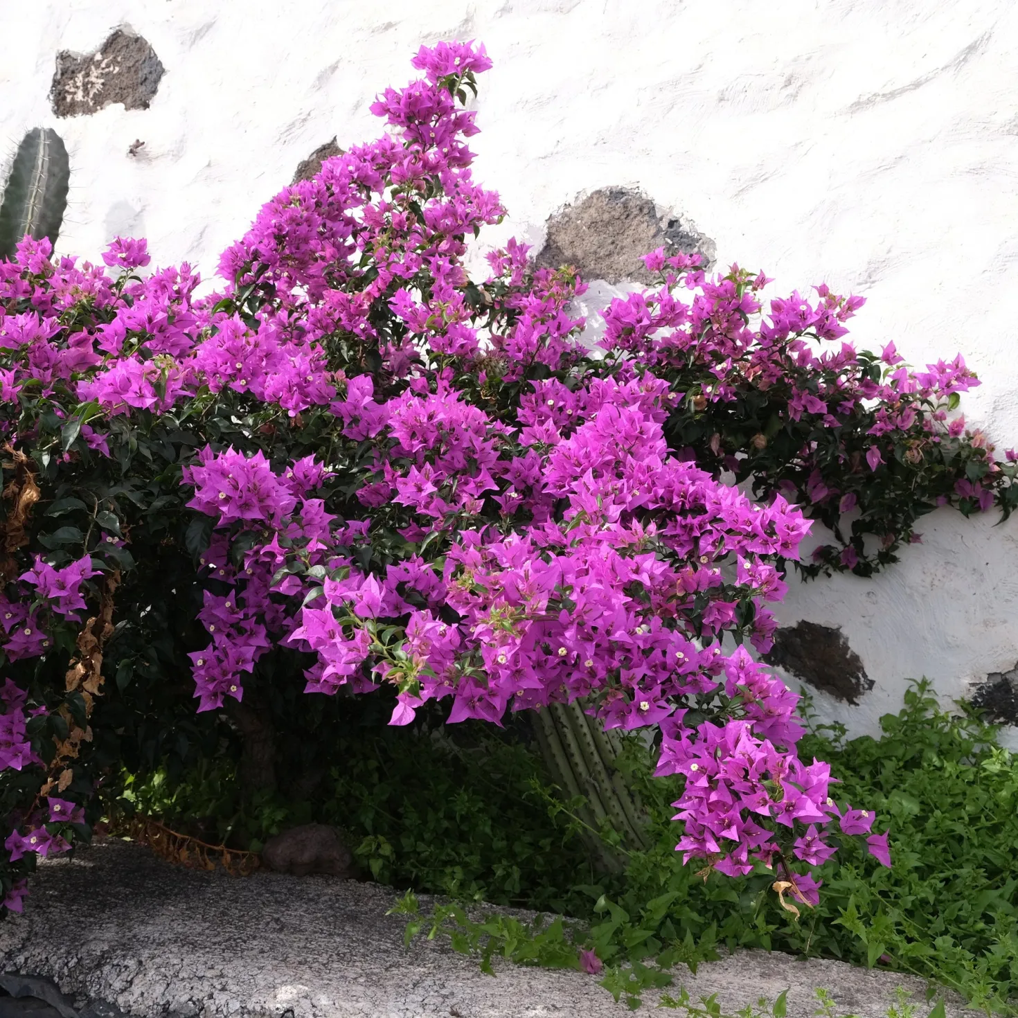 Bougainvillea violett - Mediterranes Flair sofort