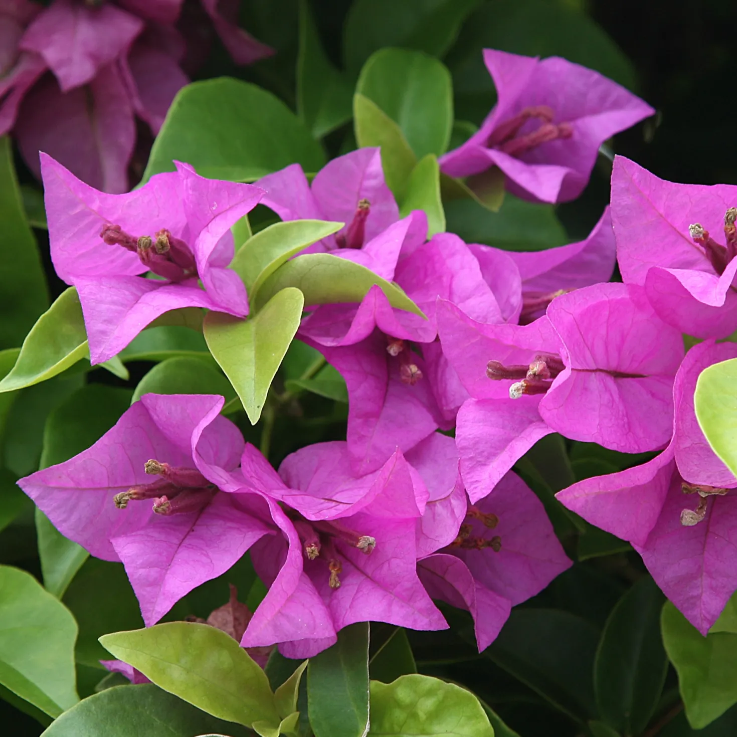 Bougainvillea violett - Mediterranes Flair sofort