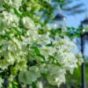 Bougainvillea weiß - Weiße Blütenwolke garantiert