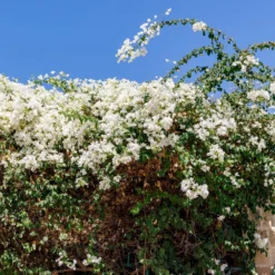 Bougainvillea weiß - Weiße Blütenwolke garantiert