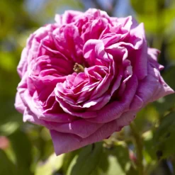 Bourbonrose 'Madame Isaac Pereire' - Der intensivste Rosenduft