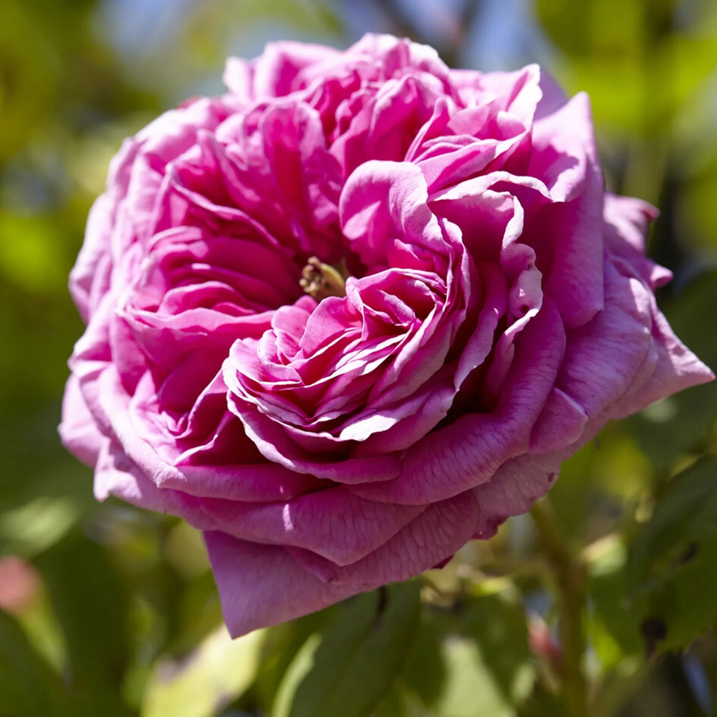 Bourbonrose 'Madame Isaac Pereire' - Der intensivste Rosenduft