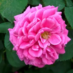 Bourbonrose 'Madame Isaac Pereire' - Der intensivste Rosenduft