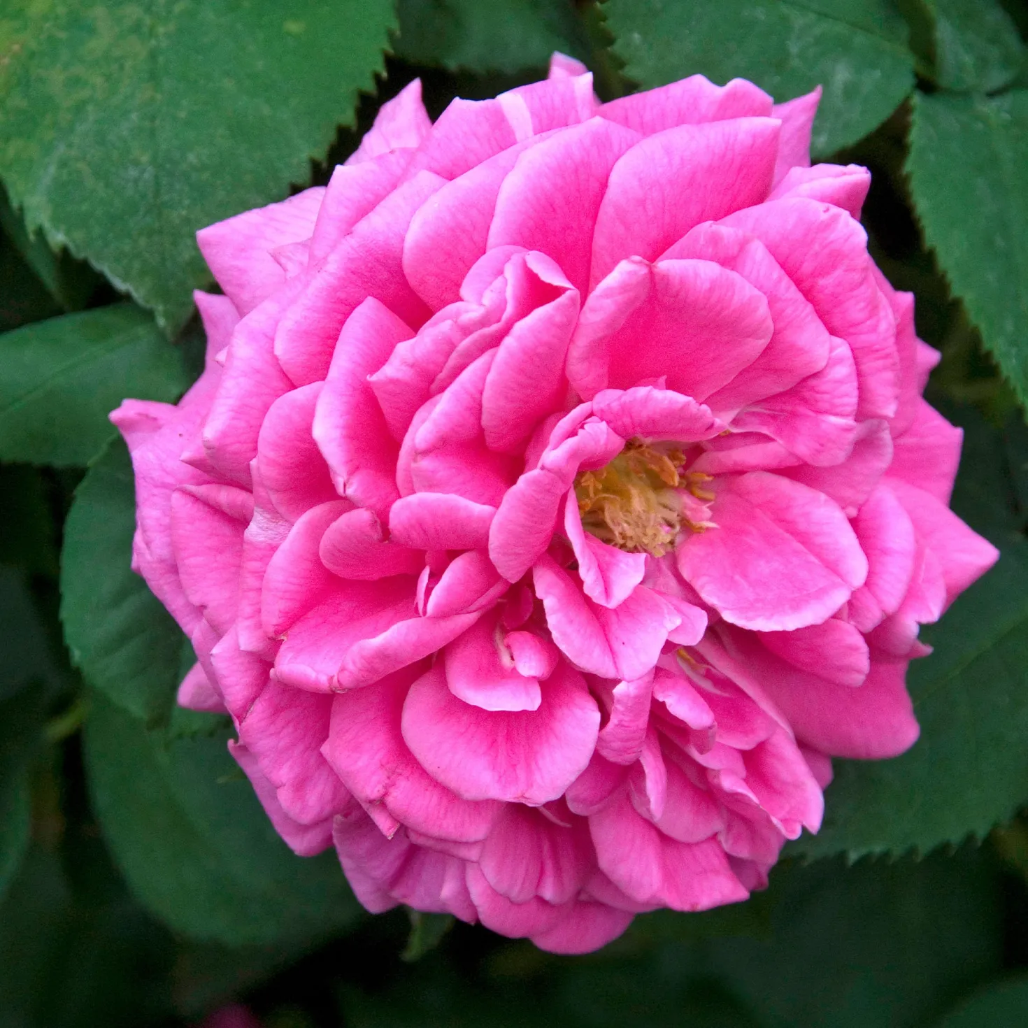Bourbonrose 'Madame Isaac Pereire' - Der intensivste Rosenduft