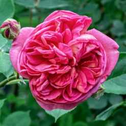 Bourbonrose 'Madame Isaac Pereire' - Der intensivste Rosenduft