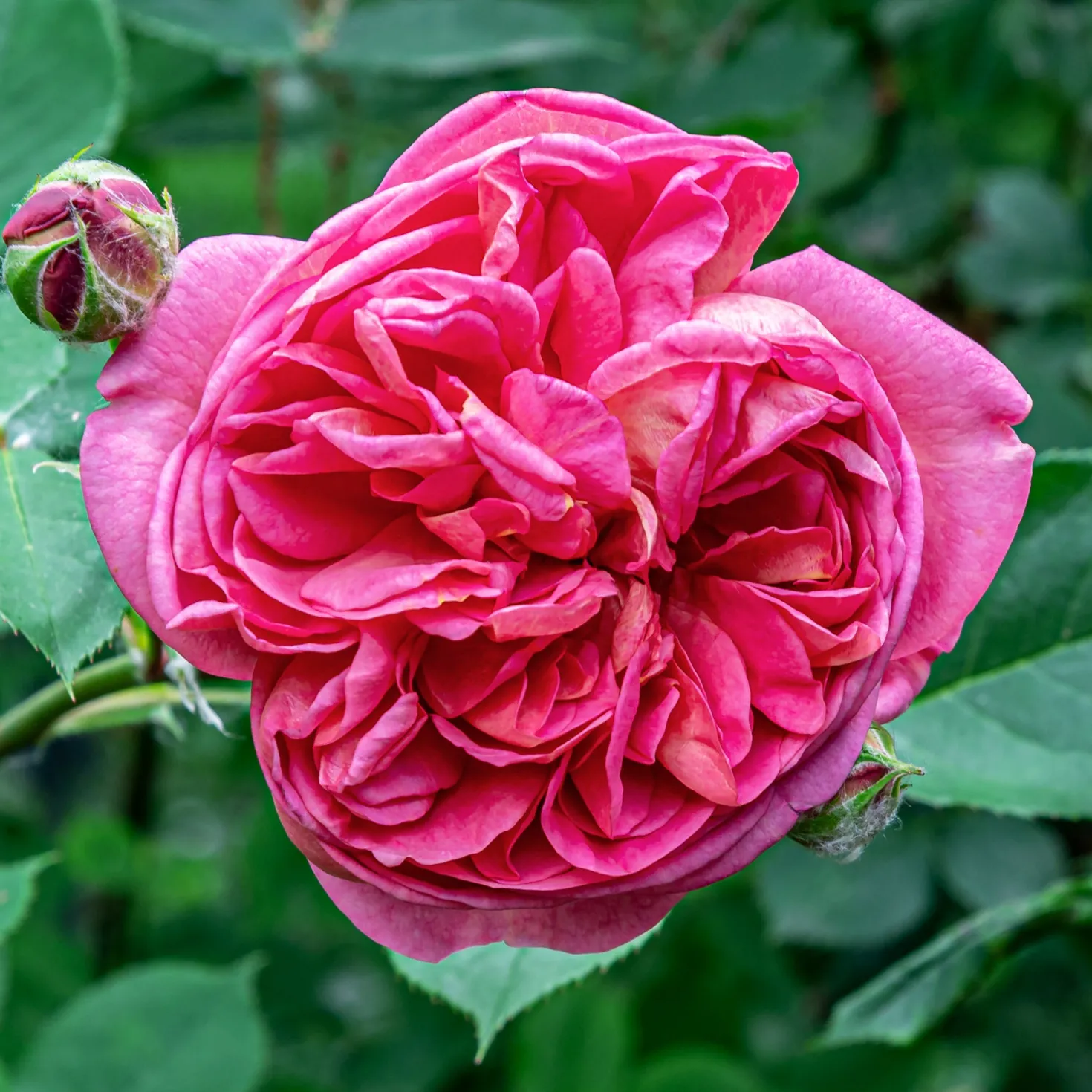 Bourbonrose 'Madame Isaac Pereire' - Der intensivste Rosenduft