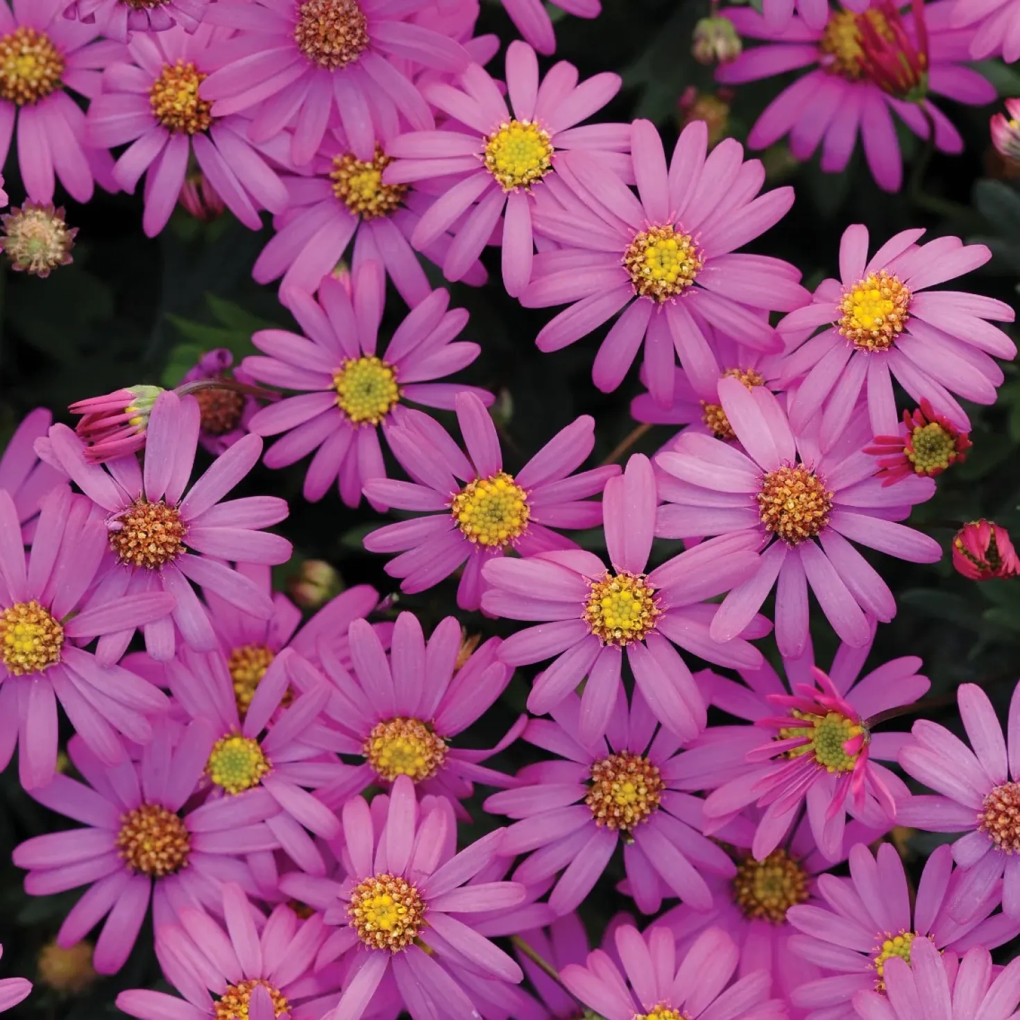 Brachyscome magenta (x3) - Blütenteppich den ganzen Sommer
