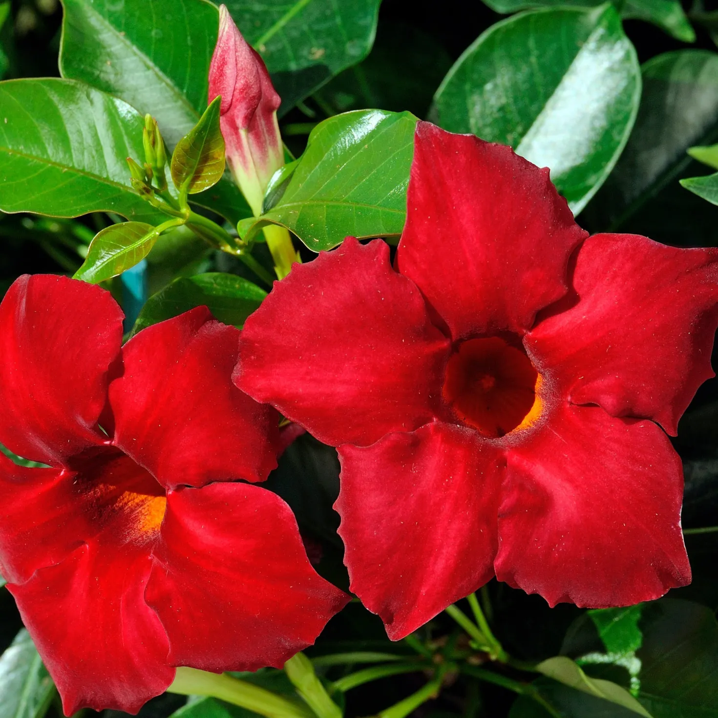Brasilianischer Jasmin - Rote Blüten den ganzen Sommer
