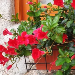Brasilianischer Jasmin - Rote Blüten den ganzen Sommer