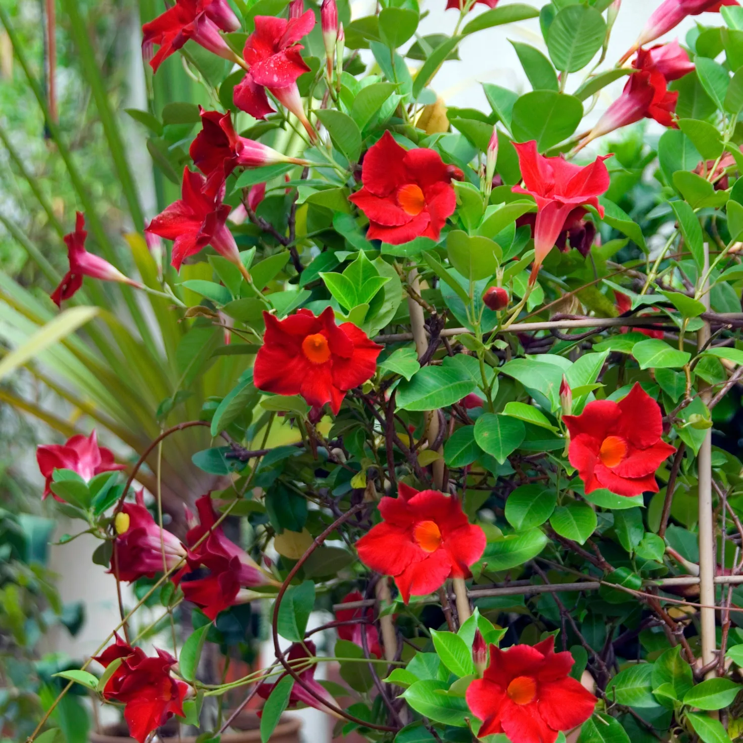 Brasilianischer Jasmin - Rote Blüten den ganzen Sommer