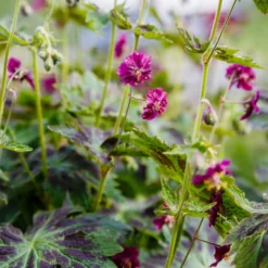 Brauner Storchschnabel Samobor - Blüten für den Schatten