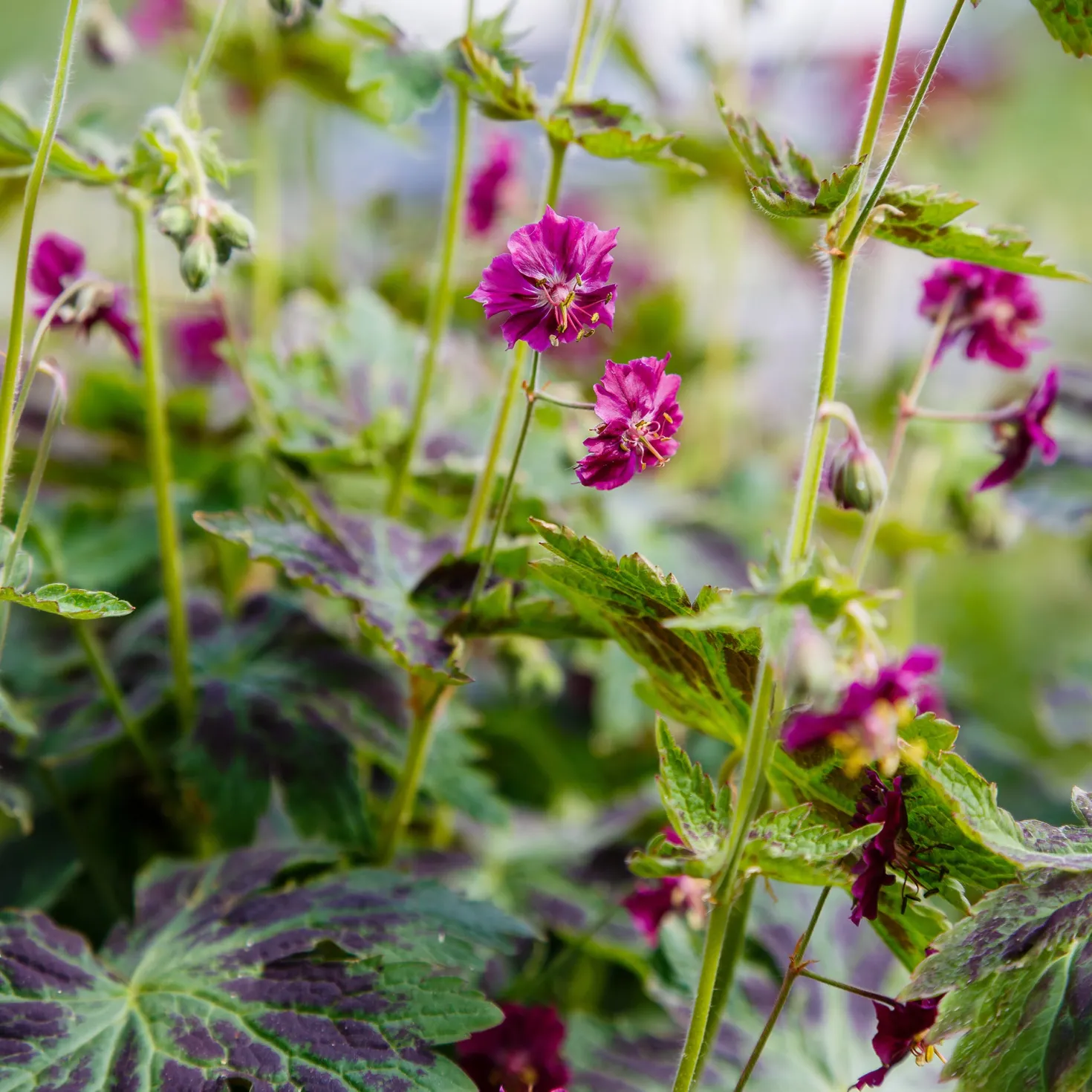 Brauner Storchschnabel Samobor - Blüten für den Schatten