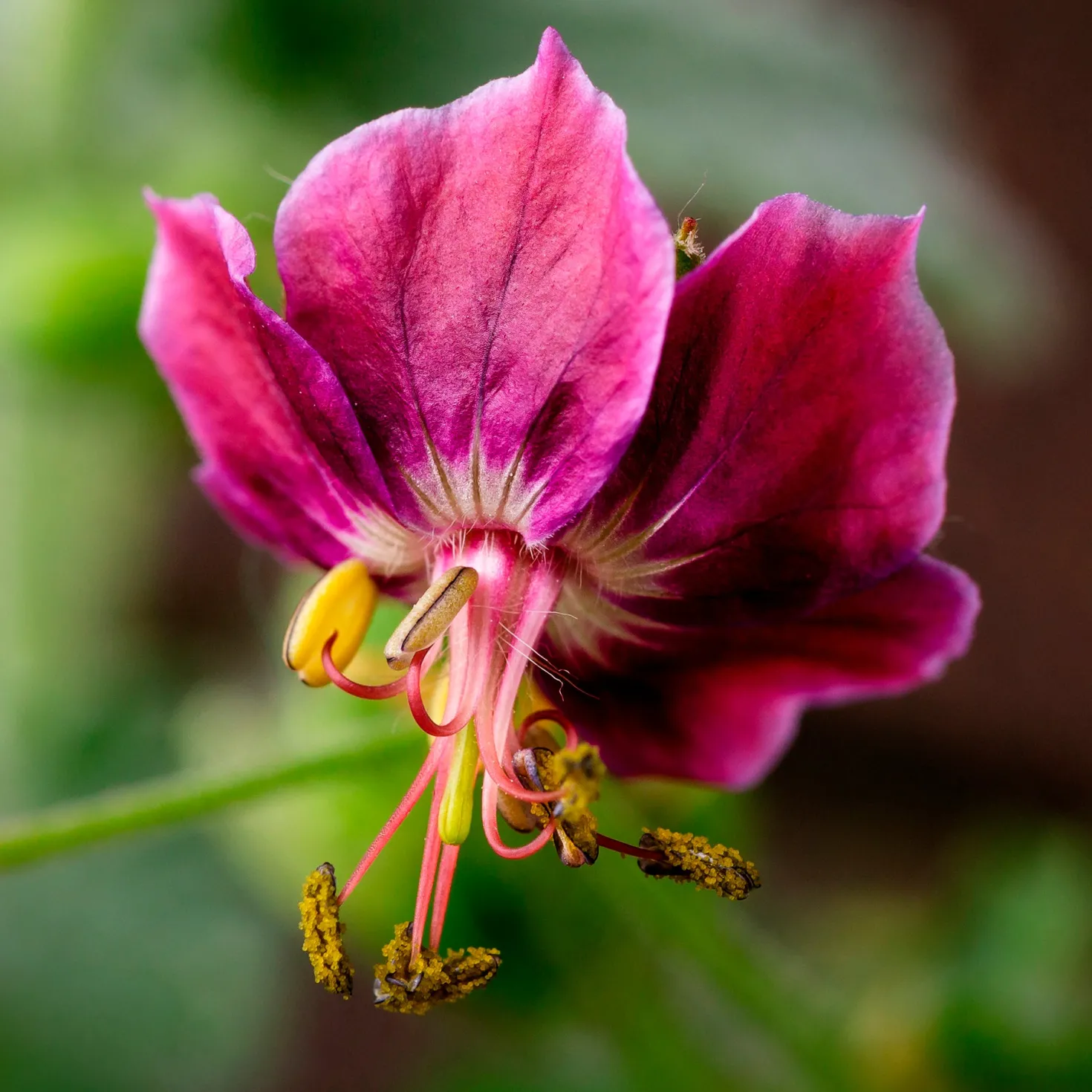 Brauner Storchschnabel Samobor - Blüten für den Schatten