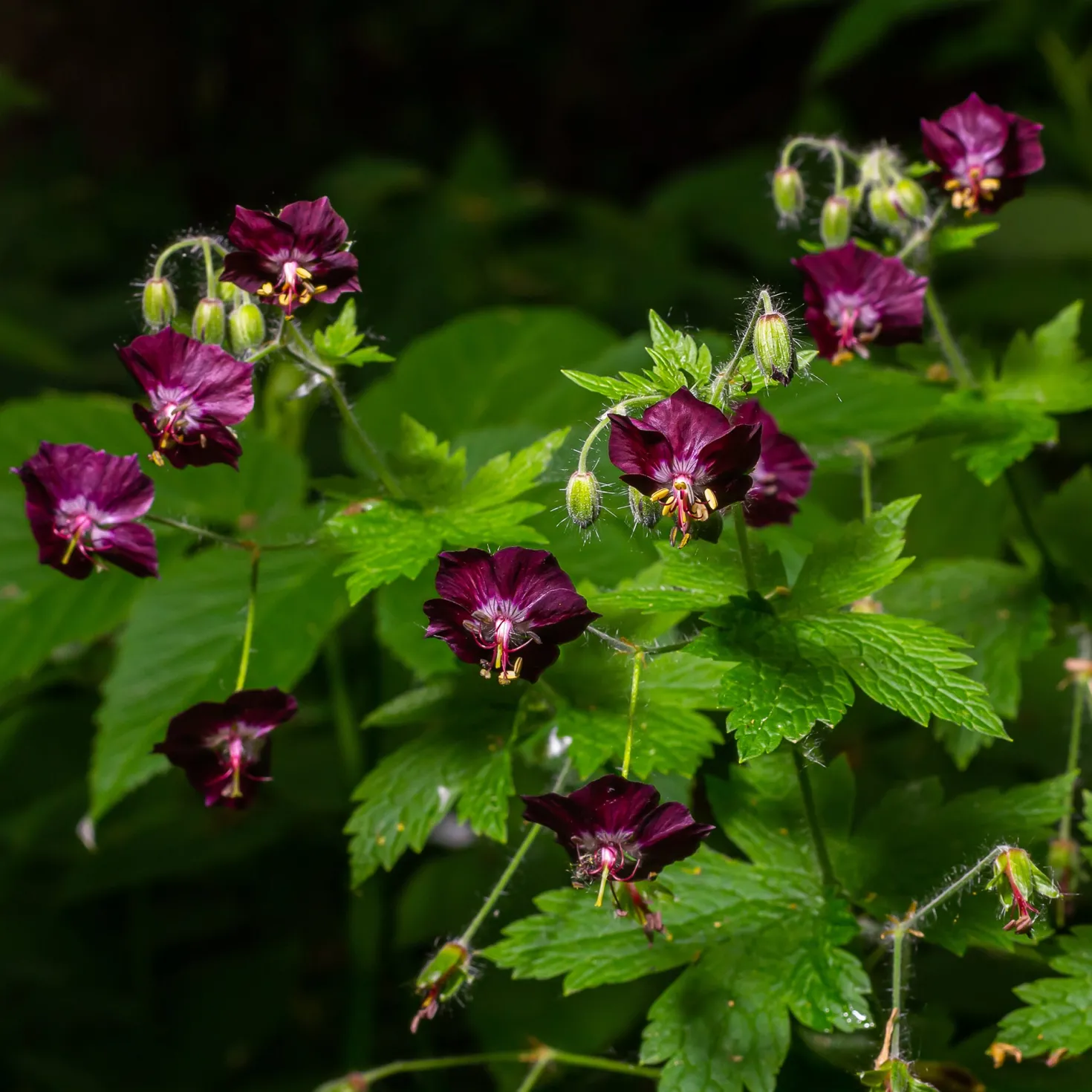 Brauner Storchschnabel Samobor - Blüten für den Schatten