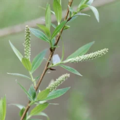 Braune Weide (Salix triandra) - Sichtschutz in Rekordzeit