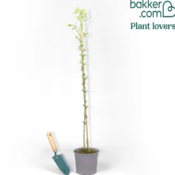 Braune Weide (Salix triandra) - Sichtschutz in Rekordzeit