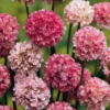 Breitblättrige Grasnelke Ballerina Lilac - Blüht bis in den Herbst