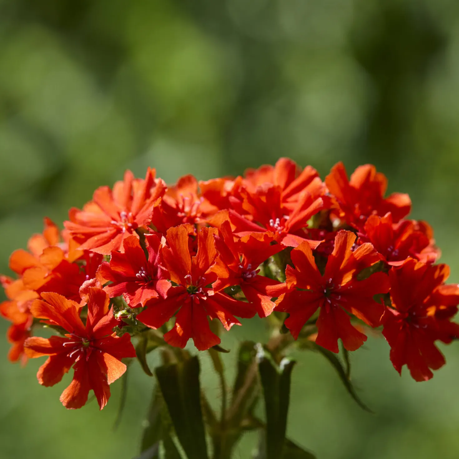 Brennende Liebe - Feuriges Orange im Beet