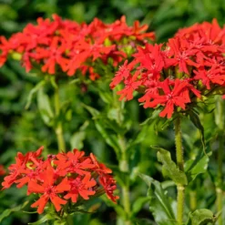 Brennende Liebe - Leuchtend rot, kinderleicht