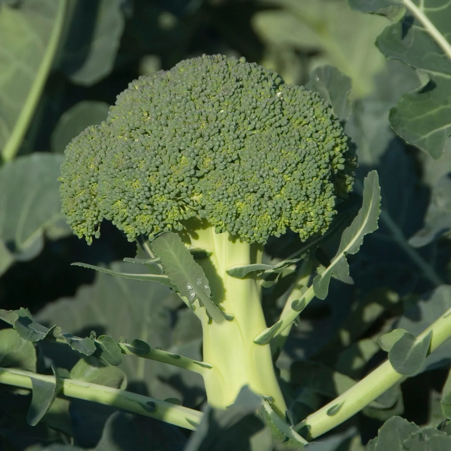 Brokkoli ‘Calabrese Natalino’ - Zarte Röschen, lange Ernte