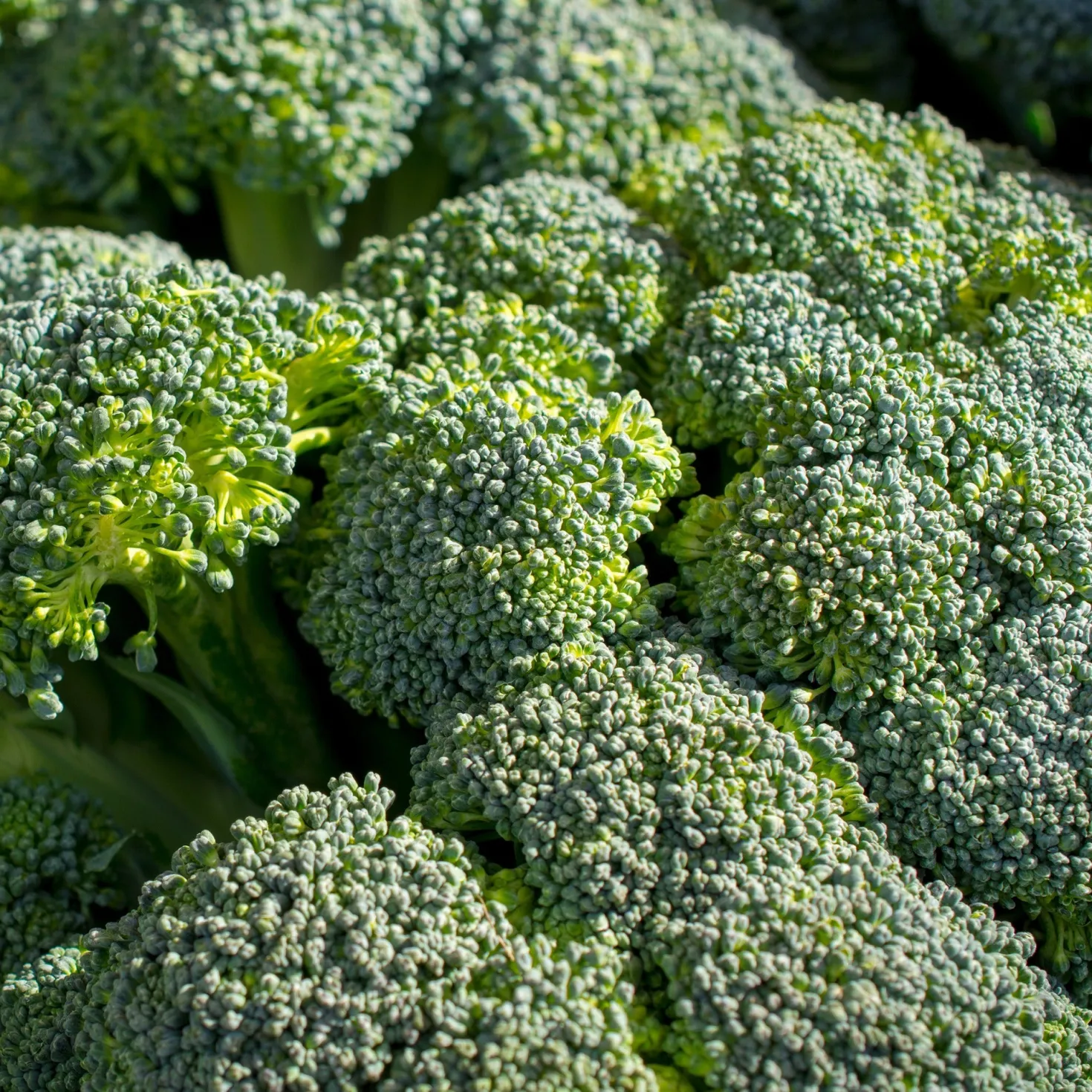 Brokkoli ‘Calabrese Natalino’ Bio - Frischer Brokkoli vom Beet