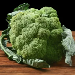 Brokkoli ‘Calabrese Natalino’ Bio - Frischer Brokkoli vom Beet