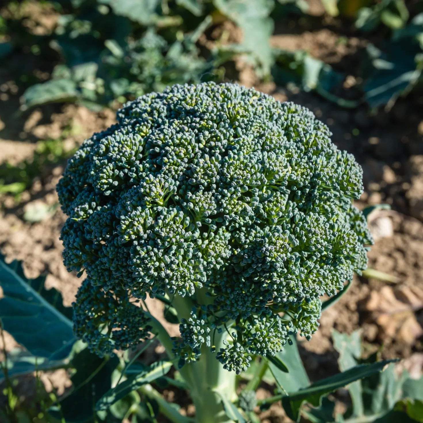 Brokkoli ‘Calabrese Natalino’ Bio - Frischer Brokkoli vom Beet